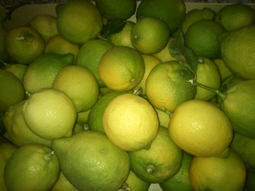 [AGOTADOS] Limones de La Aldea