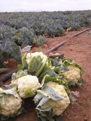 Coliflor Agotadas pero apúntate por si vamos a recoger más