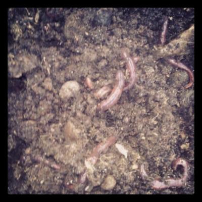 Lombrices californiana para vermicompostar o de alimento de gallinas