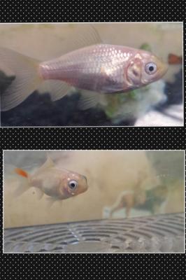 VENDO PECES DE ACUARIO DE AGUA DULCE