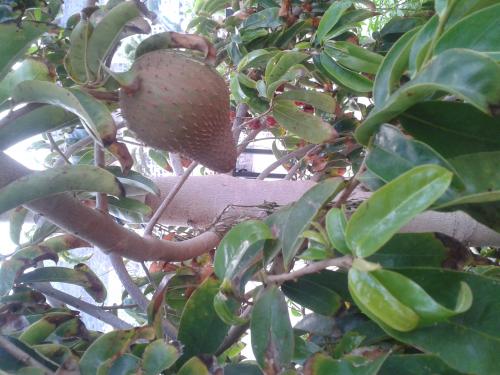 Hoy Mercademos en Marzagán, a partir de las 7 de la tarde.