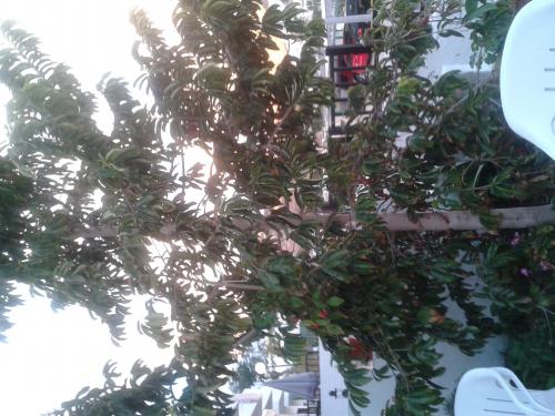 Venta de hojas de guanabana