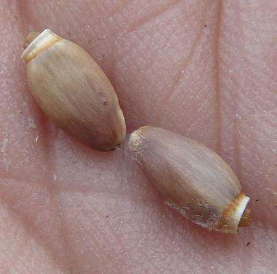 Semillas Cardo Mariano:: un excelente regulador hepático