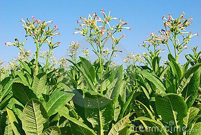 Busco semillas de tabaco rubio