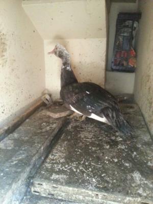 Subasto pato. Vivo o muerto? No, solo vivo.