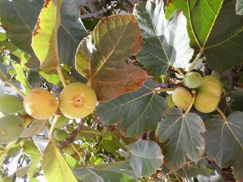 Esta tarde 03 de agosto desde las 6 hasta las 8 disfrutaremos de un Mercademos en Marzagán. 