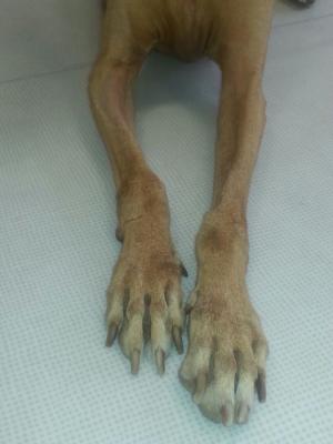 Hasta noviembre no podremos hacer mas mercademos en Marzagán. 