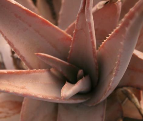 Aloe vera para uso medicinal