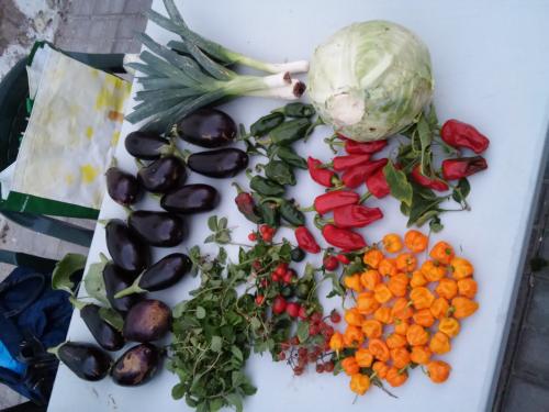 MercaDEMOS en el CCSN