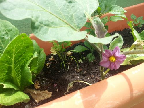 Necesito tierra para plantar verduritas