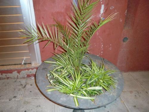 Buscamos Organizar un Guerrilla Gardening en La Isleta