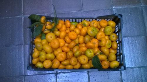 Mandarinas del país eco en Mercademos de La Isleta