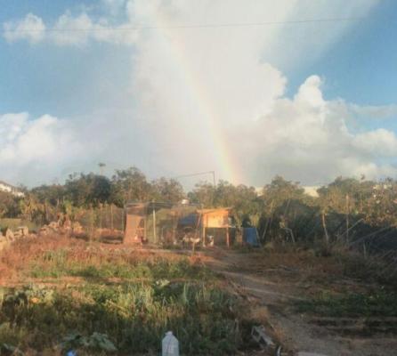Kale y Apio de nuestra finca POR ENCARGO en el Mercademos de La Isleta