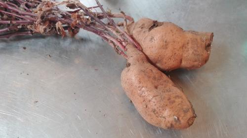 Batata amarilla ecológica