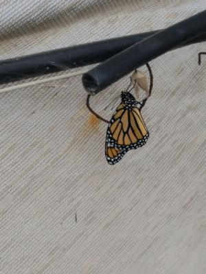 Buscamos semillas o plantones de asclepsia (planta de la Mariposa Monarca)