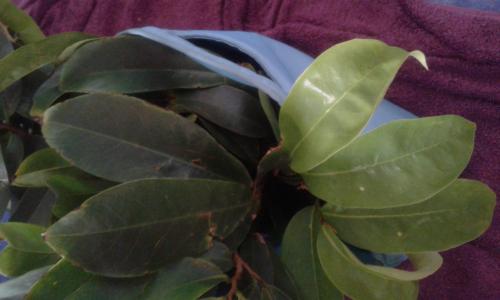 Manojo de hojas de Guanabana