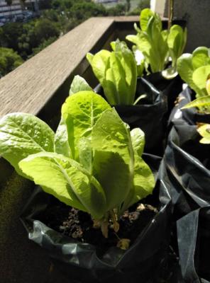 Lechugas Segunda Generación