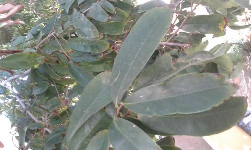 Esta tarde en la Plaza del Pueblo en la Isleta 