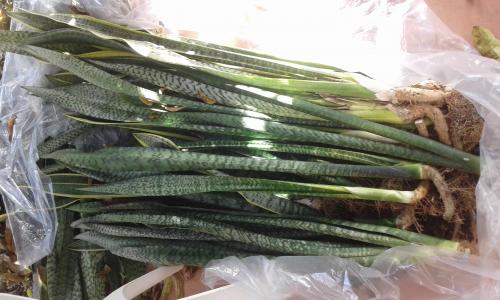 Esta tarde en la Plaza del Pueblo en la Isleta a disfrutar