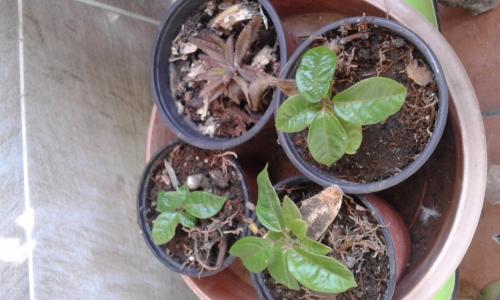 Esta tarde en la Plaza del Pueblo en la Isleta 