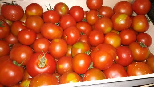 Tomates de la Aldea 