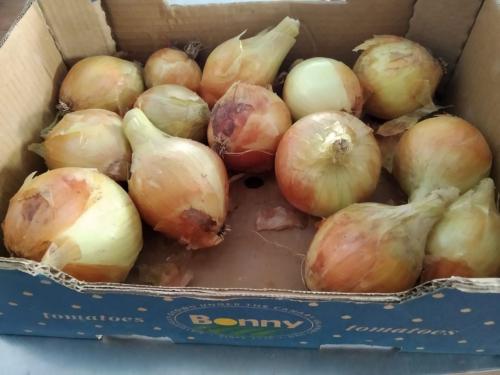 Cebollas de Moya sin pesticidas. El jueves en Suárez Naranjo
