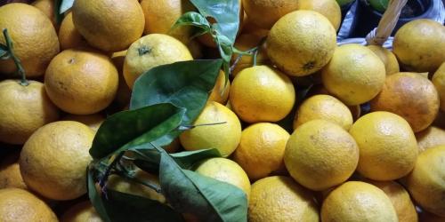 Naranjas ecológicas de Moya hoy en el Mercademos de Suárez Naranjo 