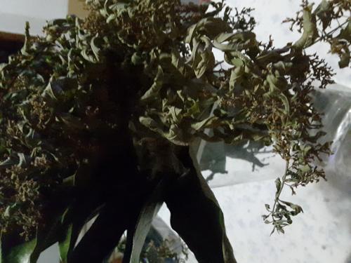 Hierbas para agüita guisadas en el mercademos de mañana. Alsándara, Hierba Luisa, guanábana.