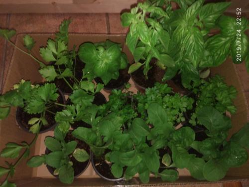 Macetitas con aromáticas en MercaDemos en Suárez Naranjo