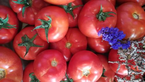 Tomates ecológicos de Moya este viernes.
