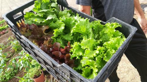 Lechuga bio de Gáldar hoy en Suárez Naranjo