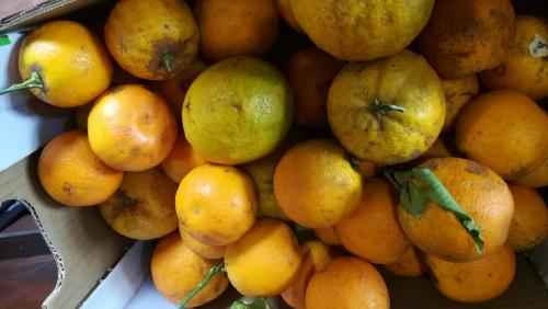 Limones y Naranjas hoy. Traigan bolsas, si son fuertes, mejor