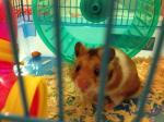 Hamster