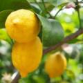 Limones