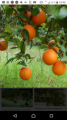 Hojas de Eucalipto y Naranjas 