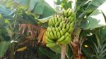 Plátano bio de Gáldar hoy en Suárez Naranjo